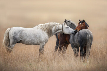 Wild horses on pasture © kwadrat70