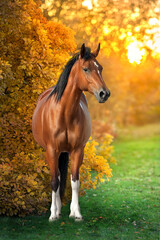 Horse in orange autumn trees - 526371483