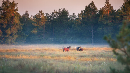 Wild horse herd standing on pasture in sunrise fog