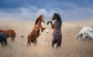Two horse rearing up in herd