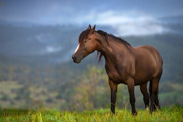 Horse on pasture in mountain landscape