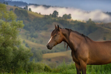 Obraz premium Horse on pasture in mountain landscape