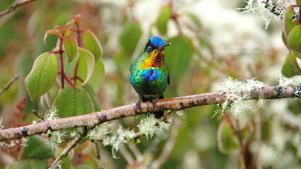 Fiery-throated hummingbird (Panterpe insignis) perched on a branch at the high altitude Paraiso Quetzal Lodge outside of San Jose, Costa Rica