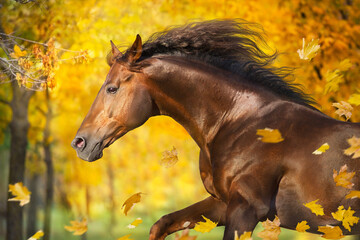 Red horse portrait standing against fall yellow trees - 526371689