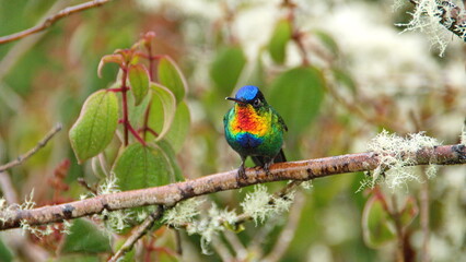 Fiery-throated hummingbird (Panterpe insignis) perched on a branch at the high altitude Paraiso Quetzal Lodge outside of San Jose, Costa Rica
