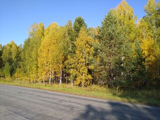 an asphalt road in an autumn forest with a blue sky. High quality photo