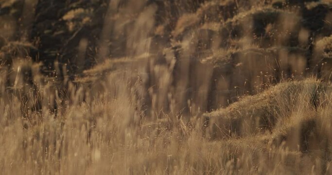 Detail of Mediterranean vegetation on Etna at first light in the morning