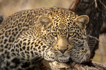 Fototapeta na wymiar Leopard lying in a tree