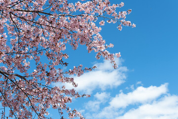Pretty pink cherry blossoms in the spring with a blue sky