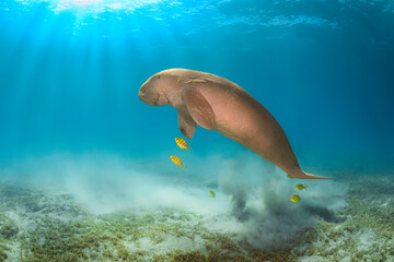 Obraz na płótnie Canvas Big rare dugong male or sea cow in the deep blue of Red Sea in Egypt