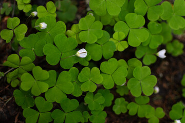 Green wood sorrels with white flowers on the forest floor