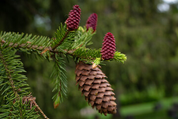 Flowering spruce cones in the summer