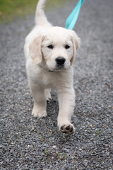 Cute golden retriever puppy dog walking in a leash