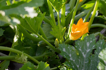 A zucchini plant in the vegetable garden in the summer