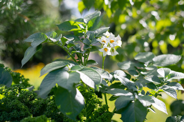 A potato flower in the vegetable garden