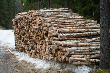Stacked timber logs in the forest