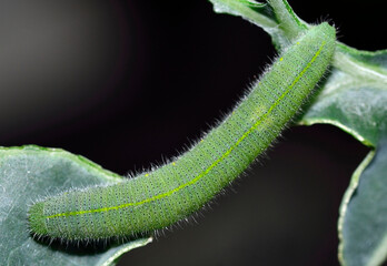 Cabbage Worm