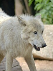 Obraz na płótnie Canvas Amnéville Zoo, August 2022 - Magnificent Arctic wolf 