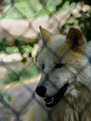 Amnéville Zoo, August 2022 - Magnificent Arctic wolf	