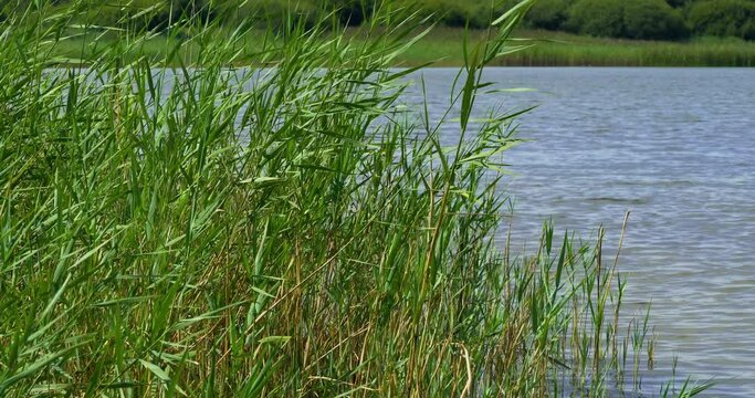 Glamorgan's largest natural lake, Kenfig Pool, is set on the edge of this beautiful sand dune nature reserve with spectacular views across Swansea Bay to the Gower.