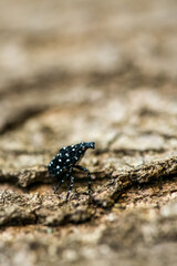 Spotted lantern fly nymph