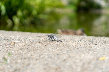 Libelle sitzt auf Stein bei Wasser mit verschwommenem Hintergrund