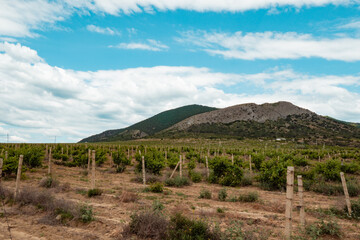 Fototapeta na wymiar A grape field against a backdrop of beautiful blue sky and high mountains. Nature clean production. Growing grapes, farming.