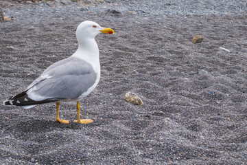 Albatross walks on the beach, close-up bird.