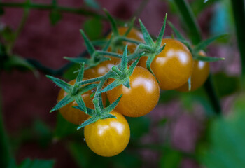 Gelbe Tomaten am Strauch