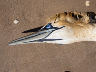 Stunning number of dead northern gannets on the beaches of the north sea, Jutland, Denmark. Likely...