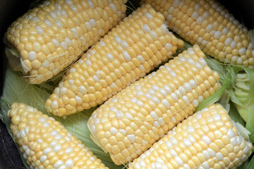 Raw cobs of young corn with leaves on a wooden table. the inscription on the cob 