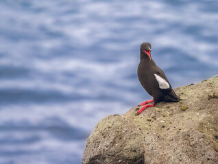 Black guillemot (Cepphus grylle) on the shores of Kalsoy Island, northern Faroe Islands (Faroes, Faeroes, Føroya, Færøerne), Denmark