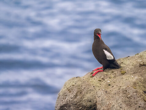Black guillemot (Cepphus grylle) on the shores of Kalsoy Island, northern Faroe Islands (Faroes, Faeroes, F&oslash;roya, F&aelig;r&oslash;erne), Denmark