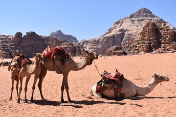 Fototapeta premium camels