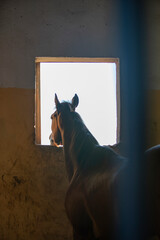 A horse looks at freedom, waiting for its turn to go out into the open air