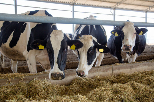 Dairy cows of in livestock stall stock photo stock photo
Horizontal, Large, Nature, No People, Photograph