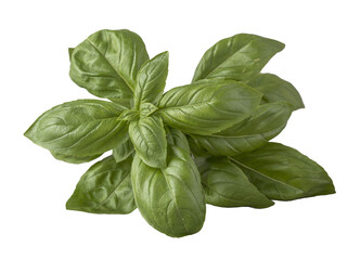 fresh basil leaves