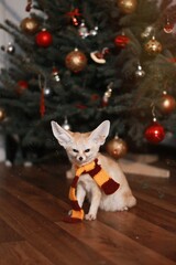 fox and christmas tree