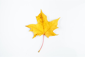 Yellow maple leaf isolated on white background. Autumn fallen leaves.