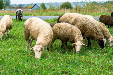 Obraz na płótnie Canvas Domestic white and brown sheep eat green grass in meadow. Farm cattle graze on pasture.