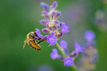 bee on flower