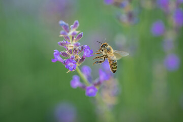 bee on a flower