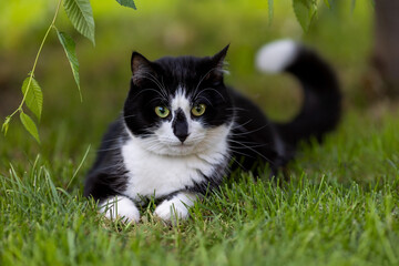 A black and white cat lies in the grass with its tail up.