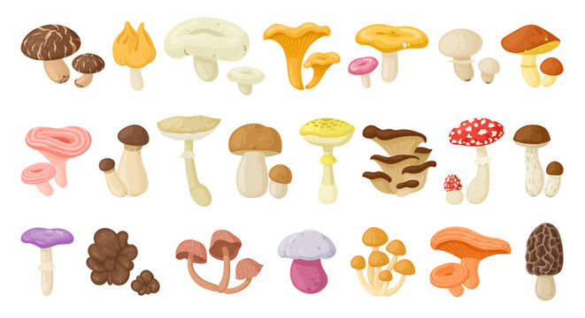 Cartoon edible and poisonous mushrooms, autumn forest plants. Seasonal mushroom food, chanterelle, champignon and fly agaric flat vector illustration set. Natural organic mushrooms