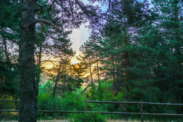 Amanecer entre pinos en la Sierra de Albarracin en Teruel, Aragón