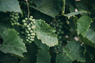 White wine grapes in vineyard on day time. Bunches of white wine green grapes on vine vineyard fruit farm organic at suanphung, ratchaburi thailand.