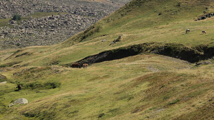 chevaux en liberté dans les Pyrénées