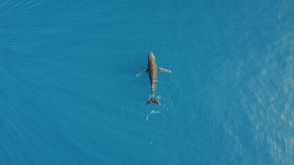 Aerial view of a beautiful whale in a calm sea © Nathanael Anstett/Wirestock Creators