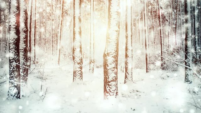 Snow is falling in a snowy pine forest on a sunny winter day. Snowfall in the forest. Sun highlight glare, sunbeams. Fairy magic forest. New Year Christmas background. Beautiful natural background.