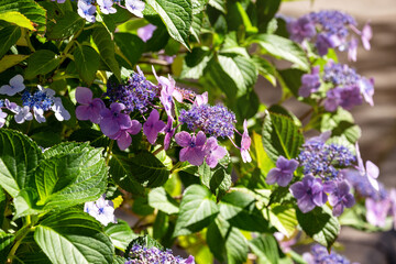 Hydrangea flower